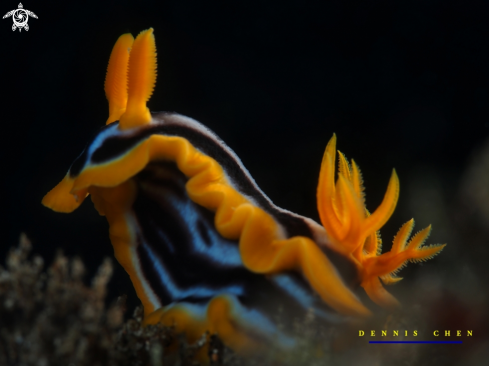 A Chromodoris magnifica