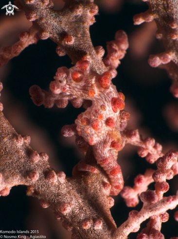 A Hippocampus bargibanti | Bargibant's seahorse