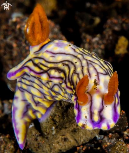 A Hypselodoris Zephyra | Nudibranc