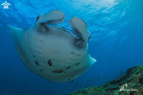 A Reef manta 