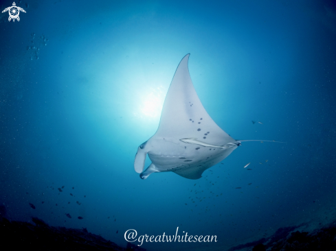 A Manta Alfredi | Manta Ray