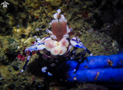 A Harlequin Shrimp