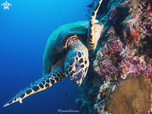 A Hawksbill Turtle