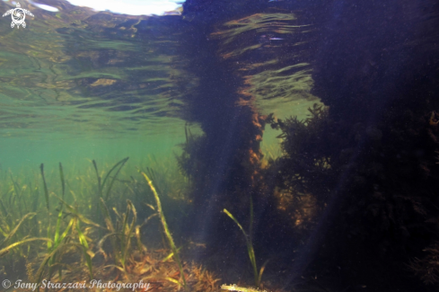 A Sea grass