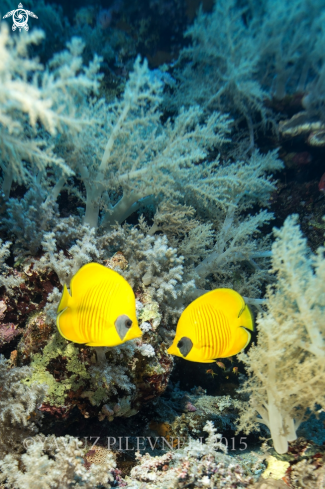 A Chaetodon semilarvatus | Masked butterflyfish 