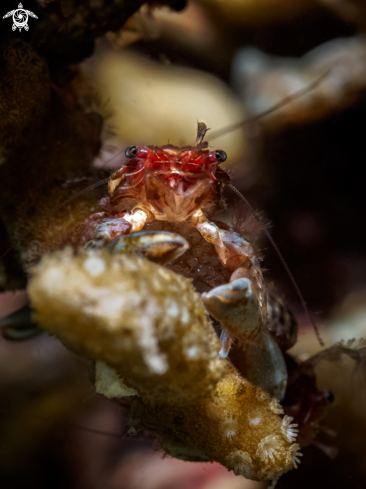 A Porcelain Crab