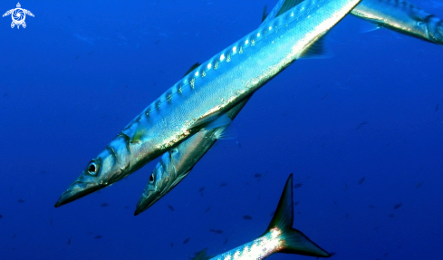 A Barracuda