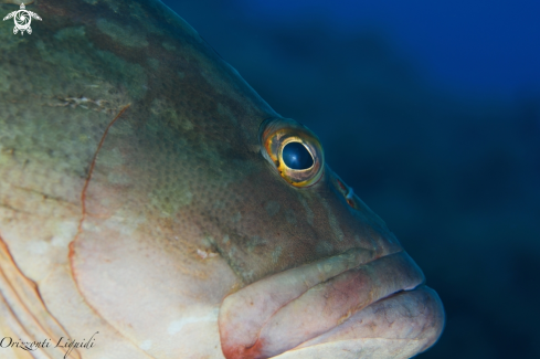 A Ephinephelus Guaza | Cernia