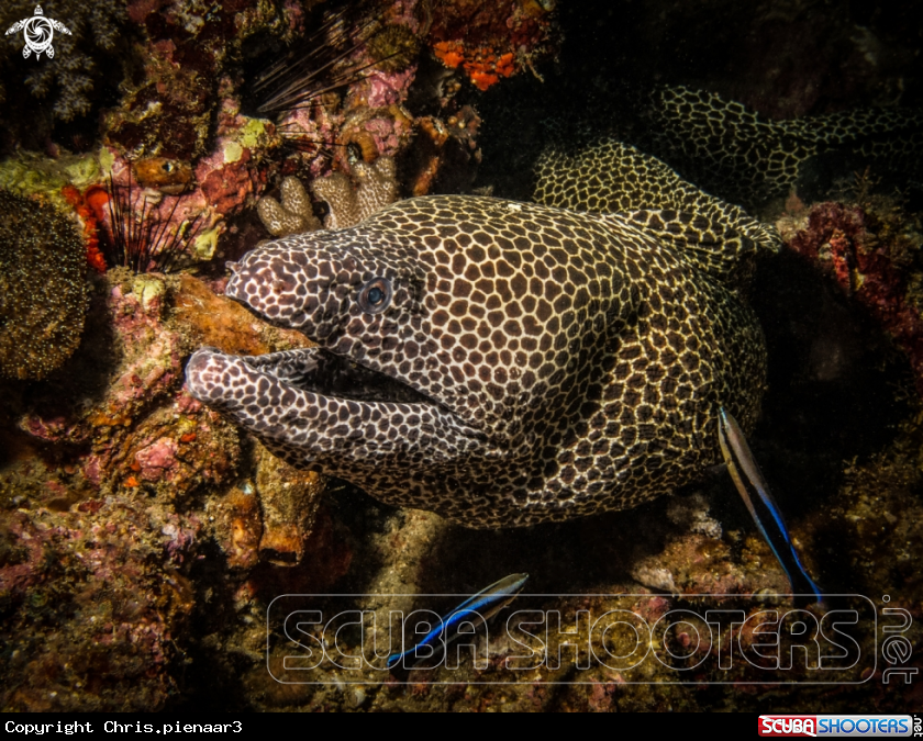 A Honeycomb Moray eel