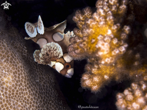 A Juvenile Harlequin Sweetlips