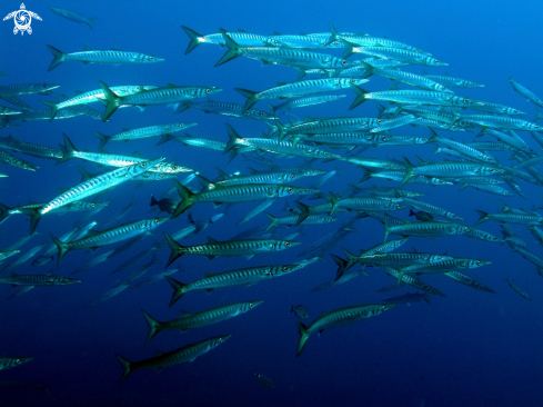 A Sphyraena viridensis | Barracuda