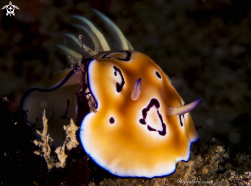 A Nudibranch