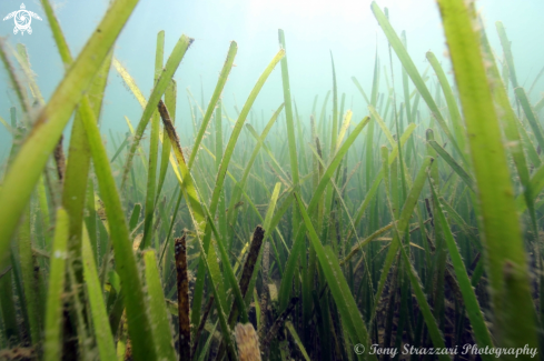 A Posidonia australis | Sea grass