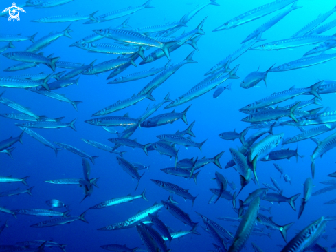 A Sphyraena viridensis | Barracuda