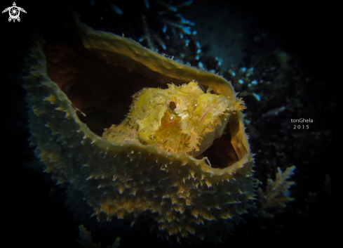 A Scorpion Fish