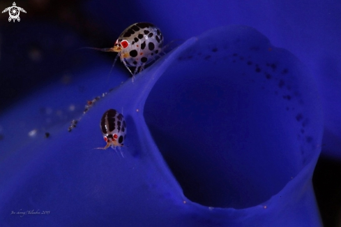 A Ladybug amphipod 