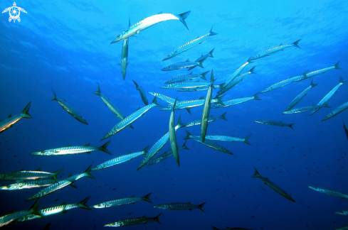 A Sphyraena viridensis | Barracuda