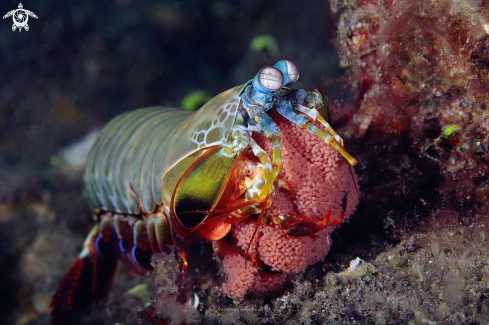 A Odontodactylus scyllarus | Peacock Mantis shrimp