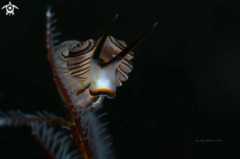 A Donut nudibranch 