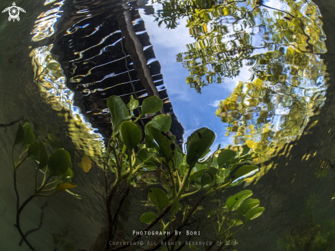 A Mangrove tree