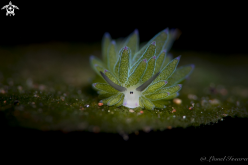 A Costasiella SP