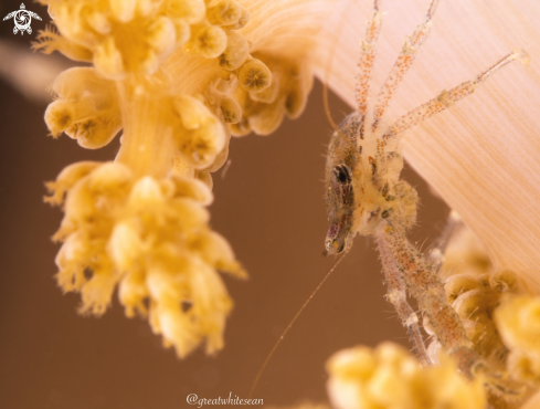 A Galathea Sp | Squat Lobster