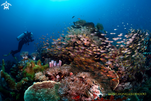 A Coral Reef