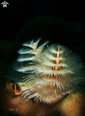 A Christmas tree worm