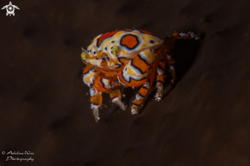 A Gaudy clown crab