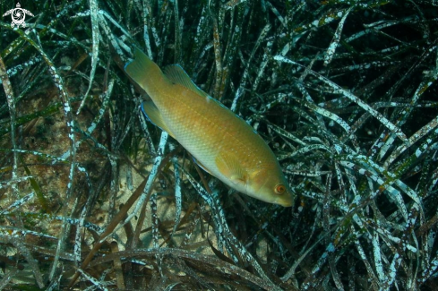 A Labrus merula- juvenile | Tordo merlo