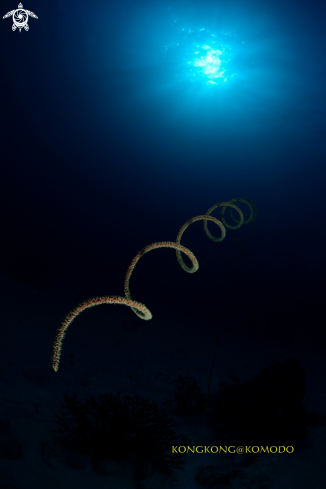 A Wire coral