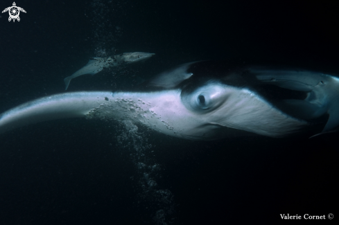 A Manta alfredi | Reef Manta Ray