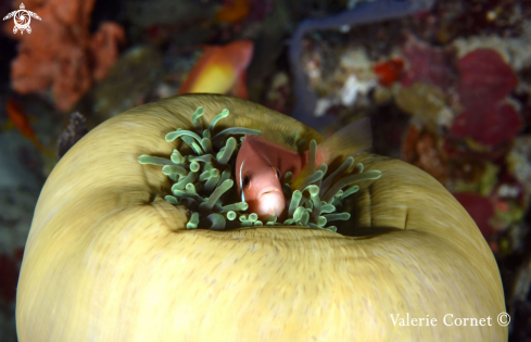 A Amphiprion frenatus | Tomato Clownfish