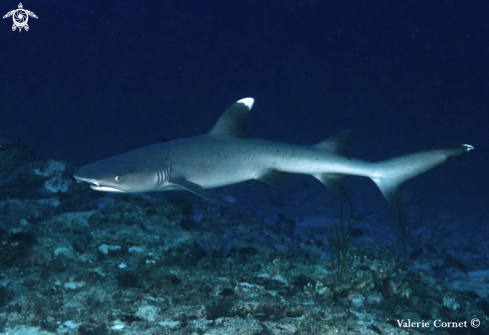 A White tip reef shark