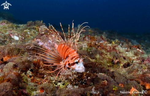 A Clearfin Lionfish