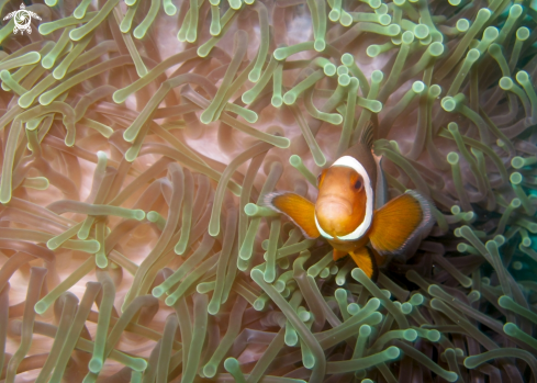 A Ocellaris clownfish