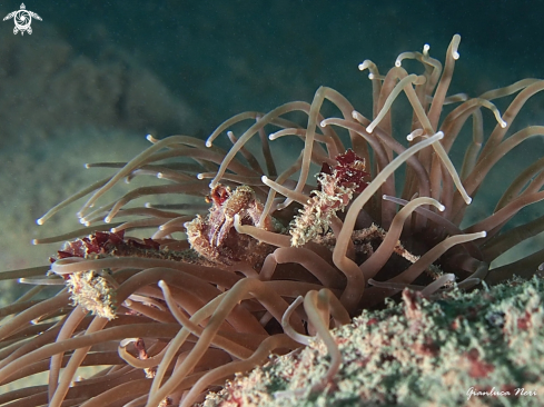 A Inachus Phalangium | Granchio ragno dell'anemone