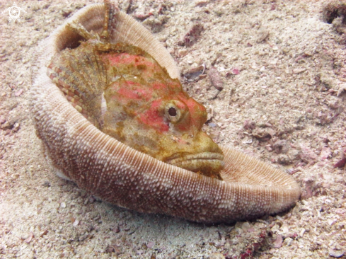 A Bearded Scorpionfish