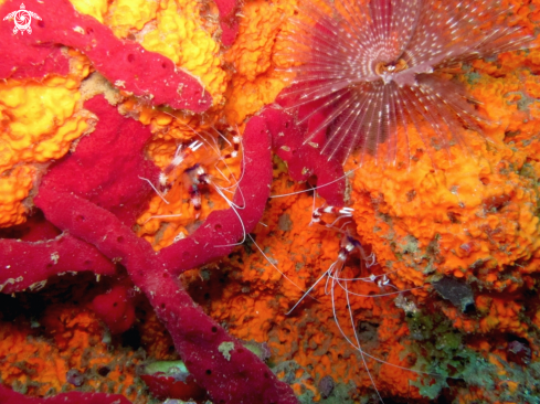 A Banded Coral Shrimp