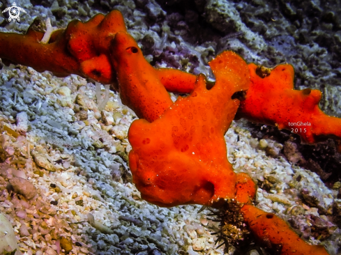 A Frog Fish