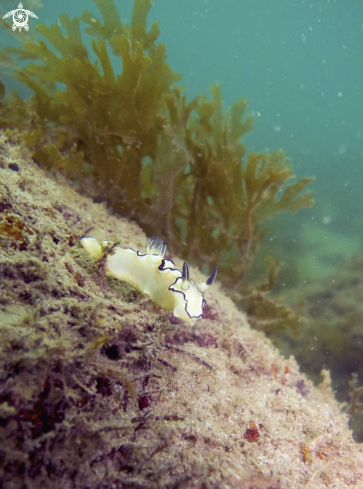 A Doris Nudibranch