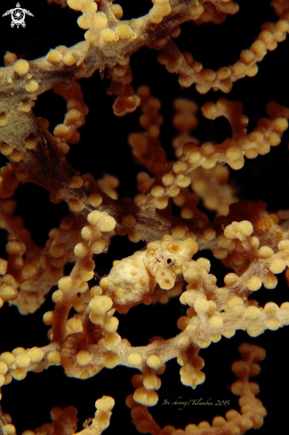 A Hippocampus Bargibanti  | Pygmy seahorse