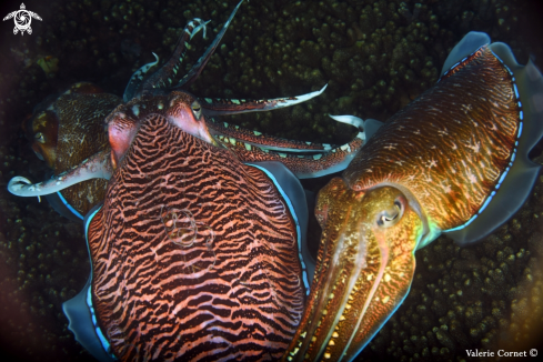 A Pharaoh Cuttlefish
