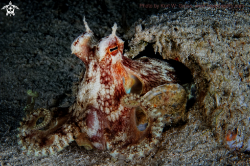 A Octopus defilippi