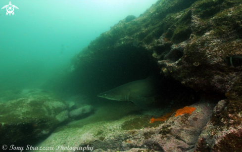 A Carcharias taurus | Grey nurse shark