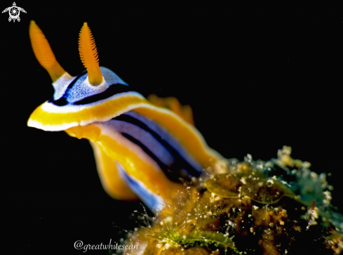 A Nudibranch