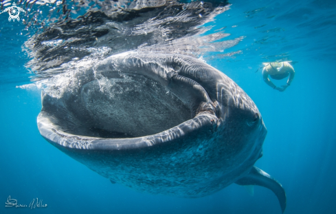 A Whaleshark