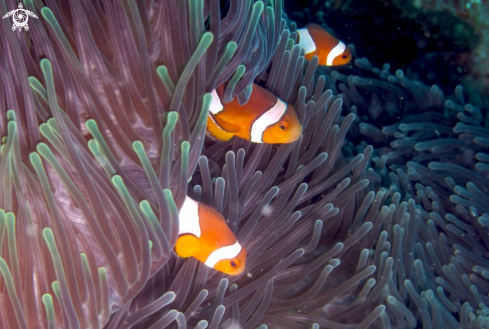 A Amphiprion ocellaris | Ocellaris clownfish