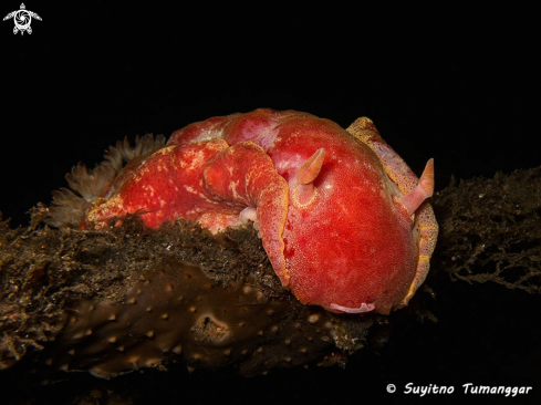 A Nudibranch