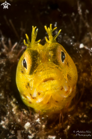 A Acanthemblemaria aspera | Roughhead blenny